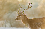 fallow deer