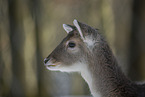 fallow deer