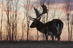 fallow deer