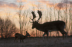 fallow deer