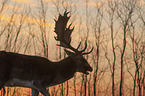 fallow deer