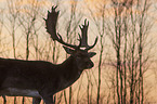 fallow deer