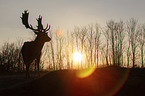 fallow deer