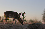 fallow deer