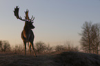 fallow deer