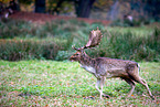 fallow deer