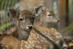 fallow deer