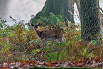 fallow deer
