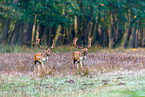 fallow deer