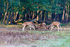 fallow deer