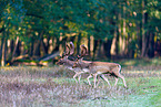 fallow deer