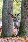 fallow deer