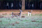 fallow deer