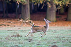 fallow deer
