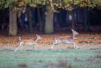 fallow deer