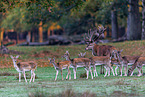 fallow deer