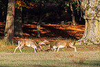 fallow deer
