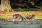 fallow deer