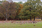 fallow deer