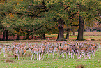 fallow deer