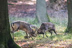 fallow deer