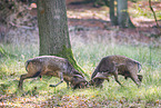 fallow deer