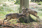 fallow deer