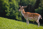 fallow deer