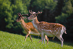 fallow deer