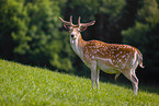 fallow deer