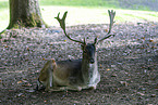 fallow deer