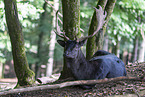 fallow deer