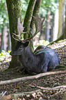 fallow deer