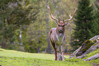 fallow deer