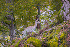 fallow deer