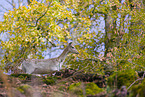 fallow deer