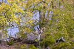 fallow deer