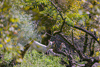 fallow deer