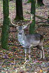ffallow deer
