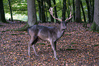 ffallow deer