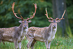 fallow deer
