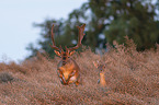 fallow deer