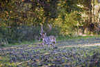 fallow deer