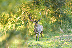fallow deer