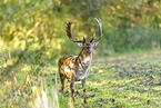fallow deer
