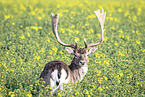 fallow deer