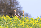 fallow deer
