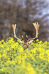 fallow deer