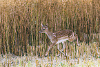 fallow deer
