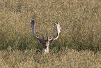 fallow deer